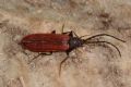 Omalisus taurinensis